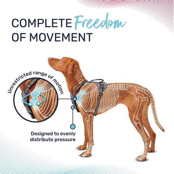 Company of Animals Halti Anatomy Harness Magenta