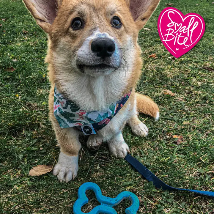 Ancol Small Bite Soft Bone Toy