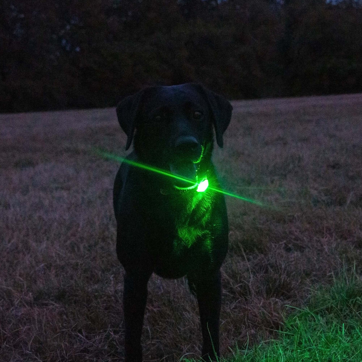 Ancol Rechargeable Blinker - Green