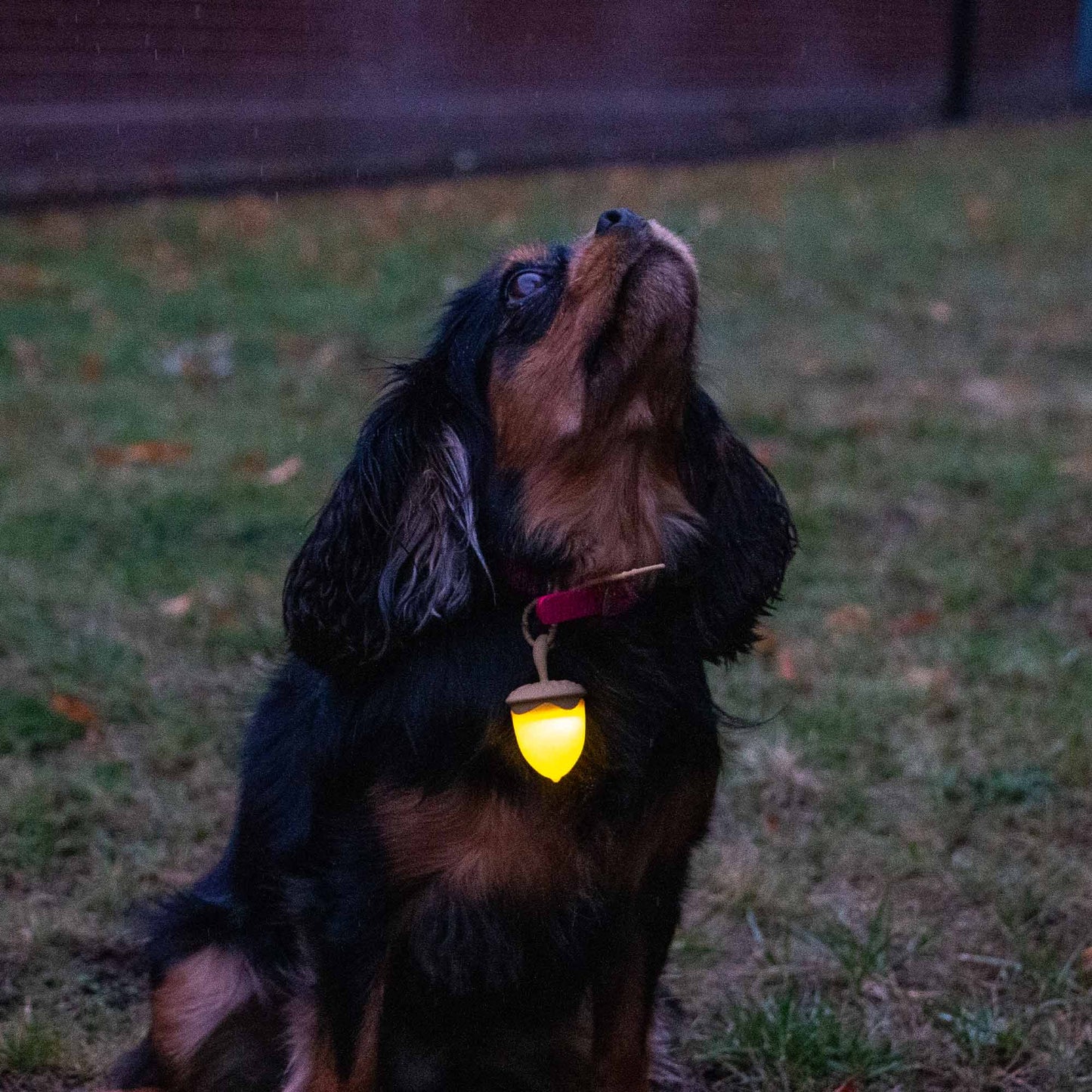 Ancol Rechargeable Acorn Blinker