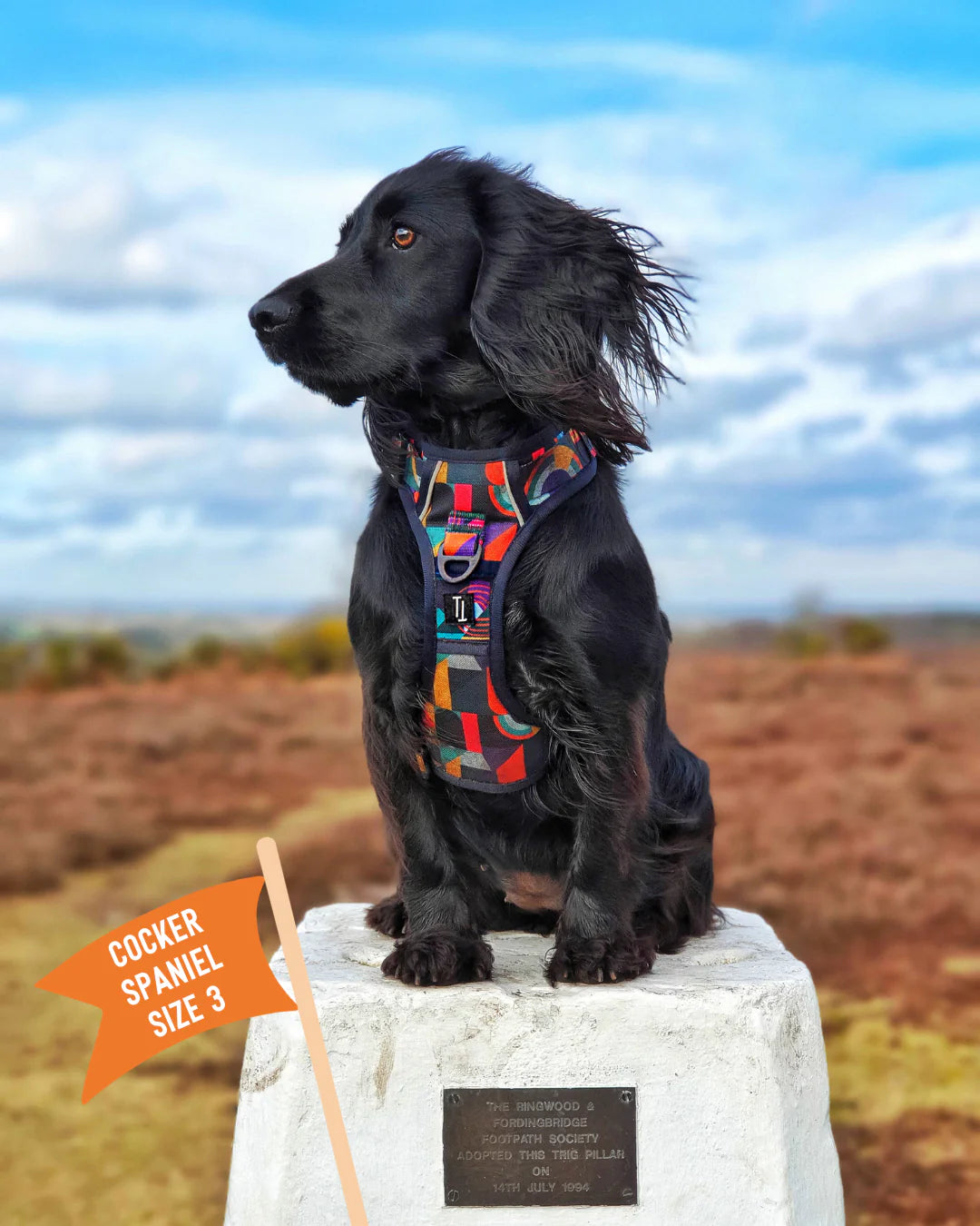 Twiggy Tags Harness Aurora