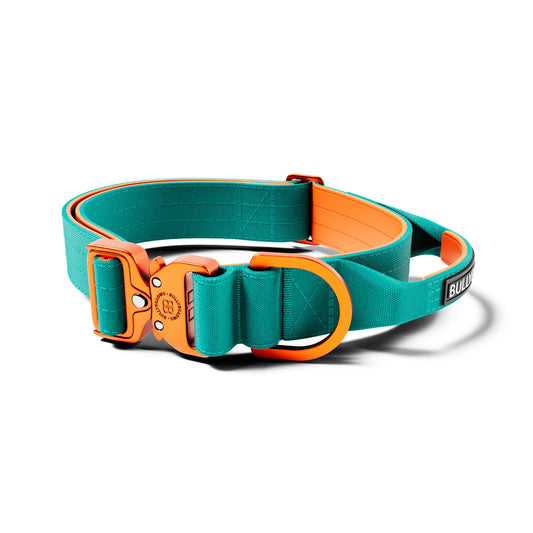 BullyBillows 4cm Combat Collar Turquoise & Orange