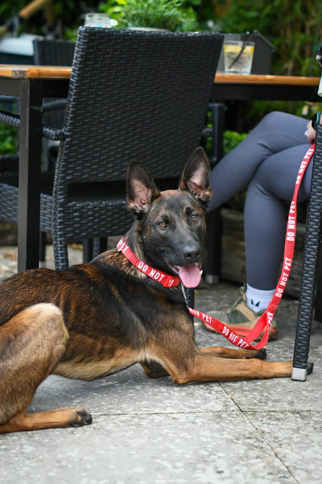 Twiggy Tags Awareness Collar Do Not Pet