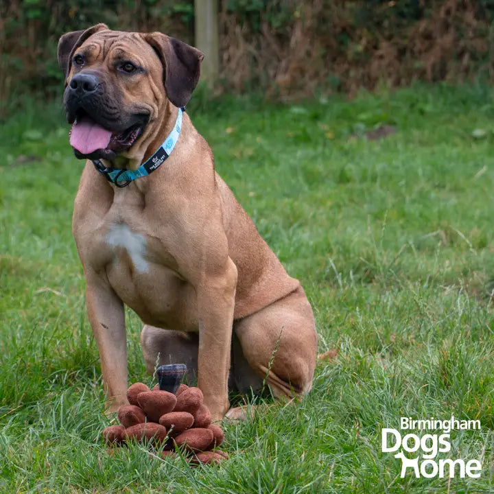 Ancol Heritage Peter Pine Cone Plush Toy