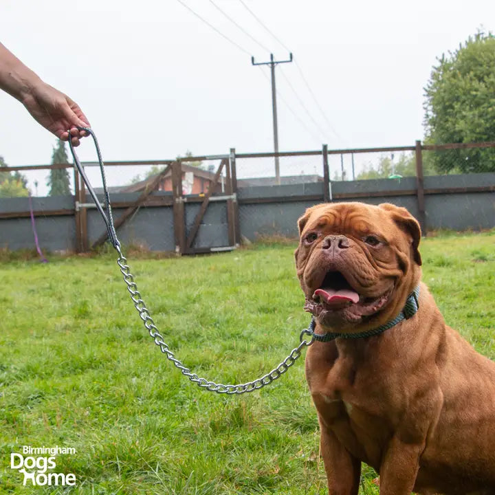 Ancol Extreme+ Extra Heavy Chain Lead 80