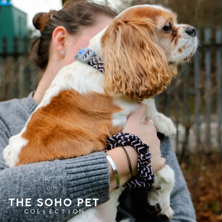 Ancol Soho ZigZag Poop Bag and Scrunchie