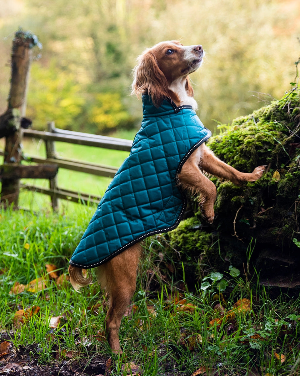 Henry Wag Quilted Dog Jacket Teal
