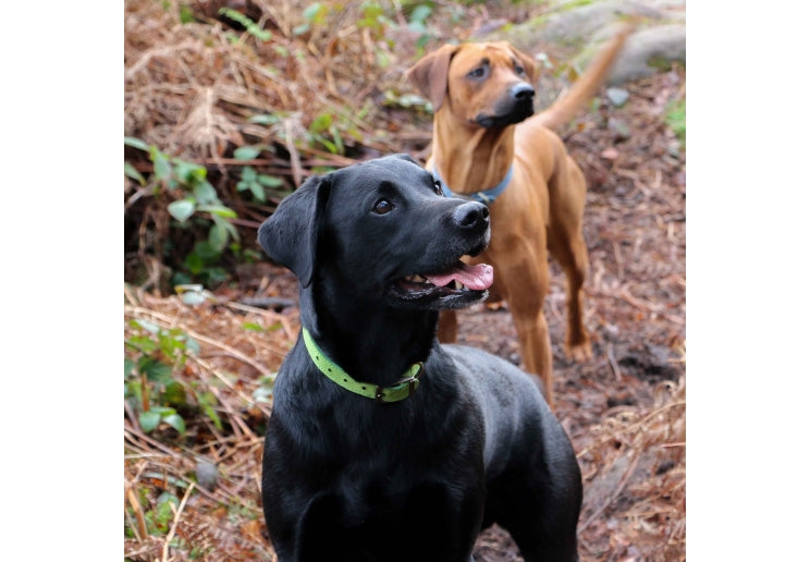 Timberwolf Collar Green