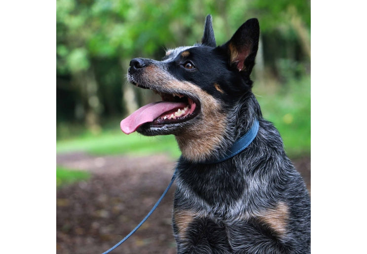 Timberwolf Collar Blue