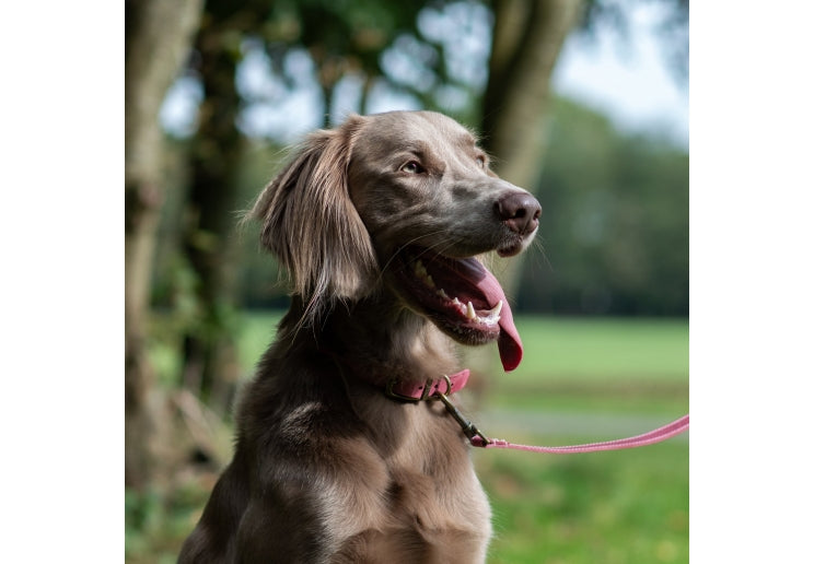 Timberwolf Collar Raspberry
