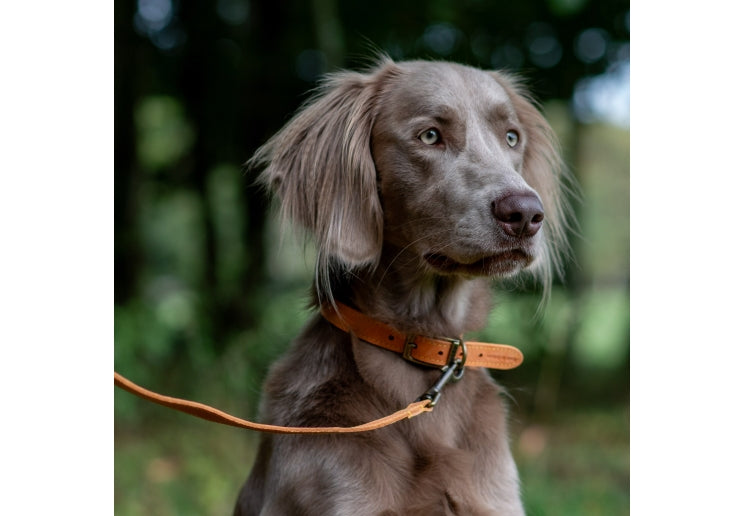 Timberwolf Collar Mustard