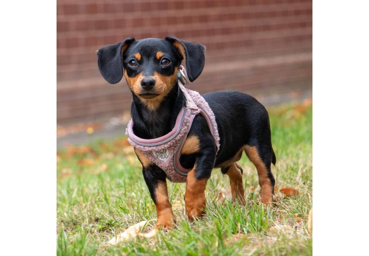 Small Bite Step-In-Harness Rose