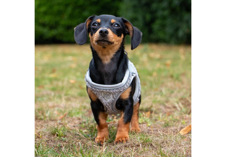 Small Bite Step-In-Harness Pebble