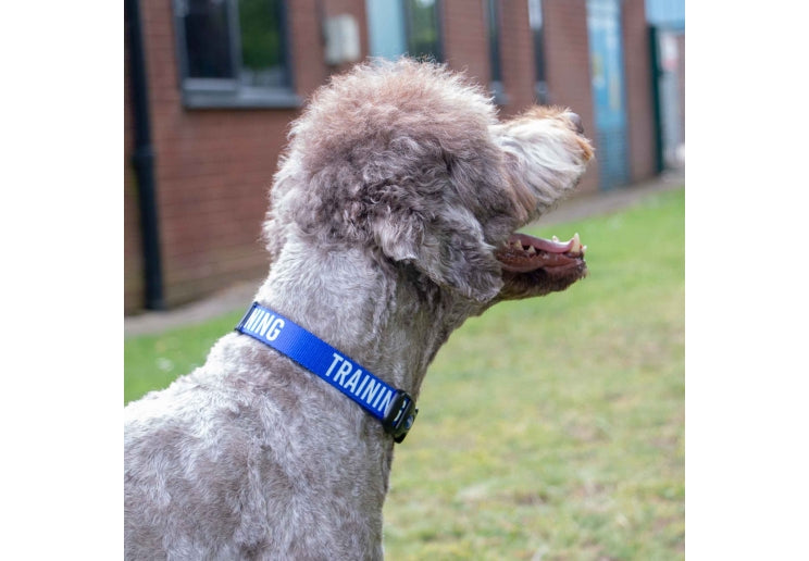 Ancol Awareness Collar TRAINING