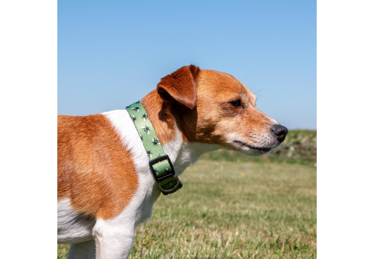 Ancol Bee Patterned Collar