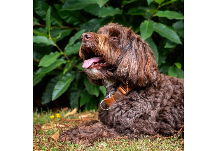 Ancol Magnetic Lock Collar Marigold
