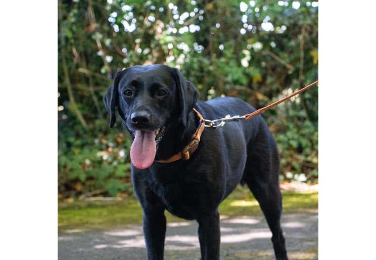 Heritage Spin Lock Lead - Marigold