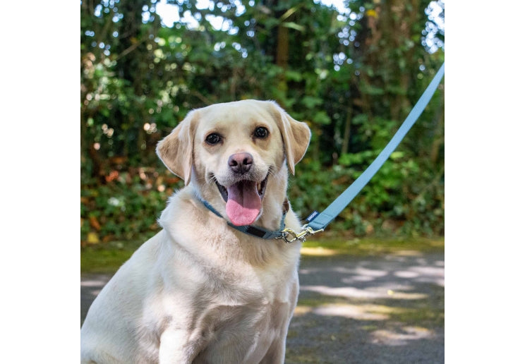 Ancol Magnetic Lock Collar Blue -