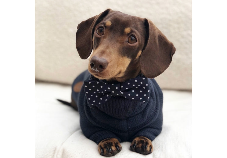 Ancol Daisy/Polka Patterned Bow Tie