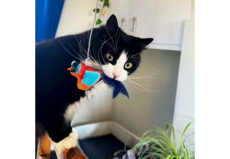 Ancol Catnip Toy Chirping Bullfinch