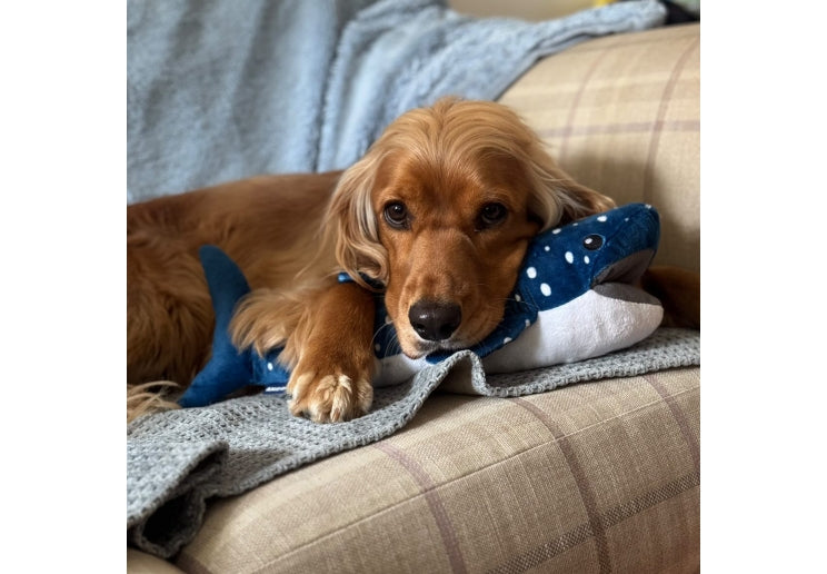 Ancol Orva Snuffle Basking Shark Toy