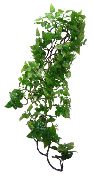 Komodo Philodendron Hanging Plant 60cm