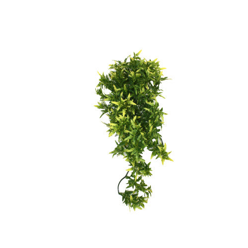Komodo Croton Plant
