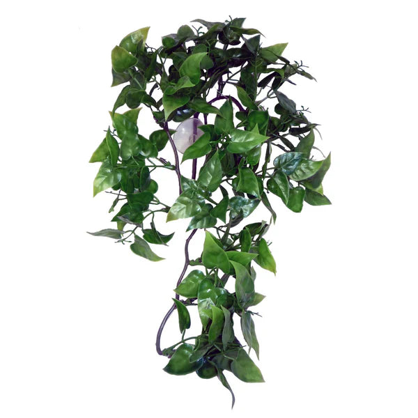 Komodo Philodendron Hanging Plant 30cm