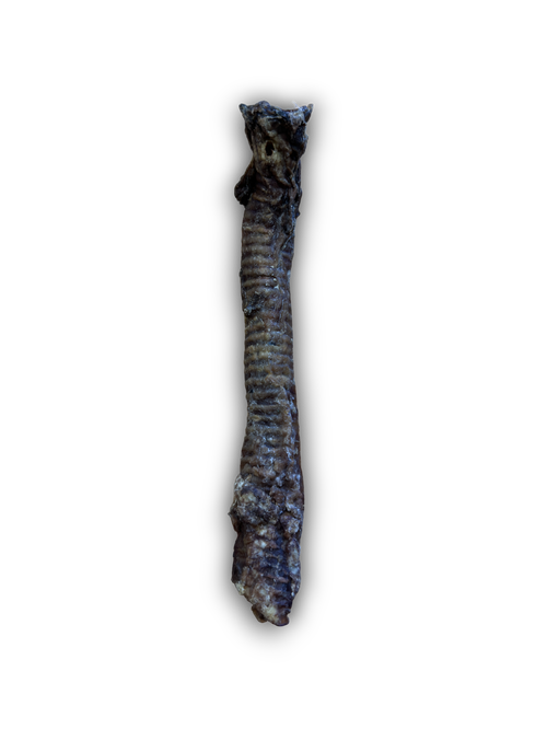 Air Dried Goat Tube / Trachea - Single