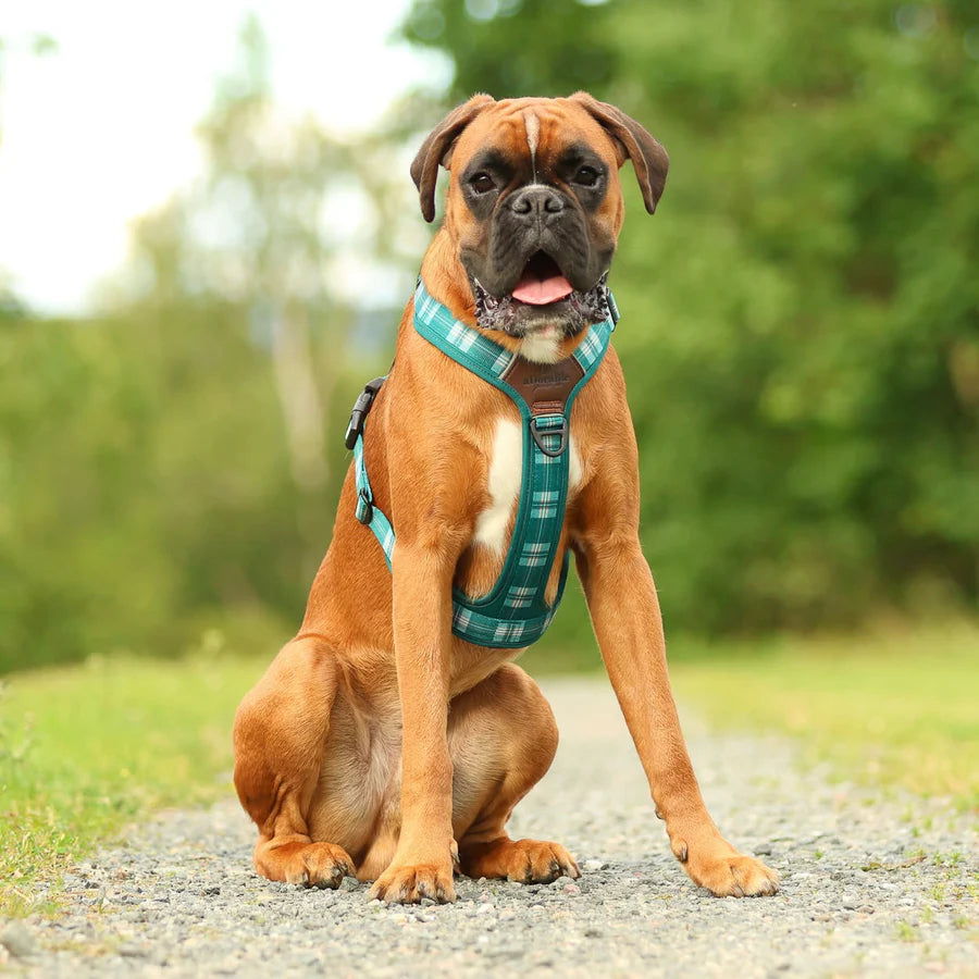 The aDoraBle Pooch Co. Streamline Harness Pheasant Green -