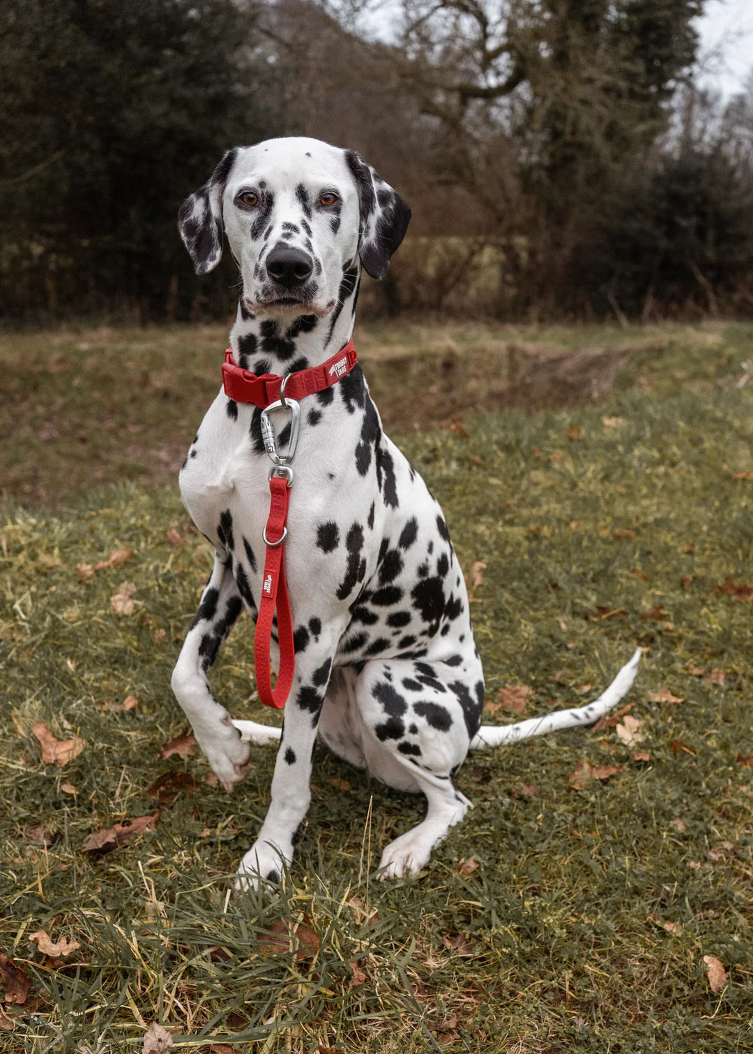 Twiggy Tags Tidal Grab Handle Lead - Fresia