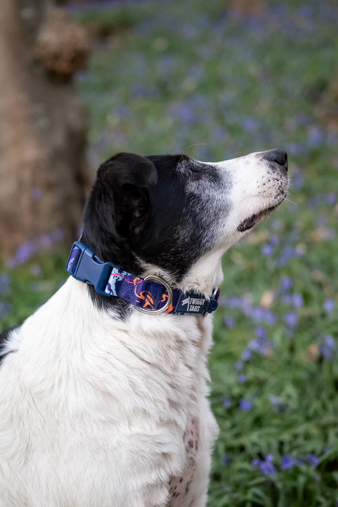 Twiggy Tags Apex Collar - Nebula