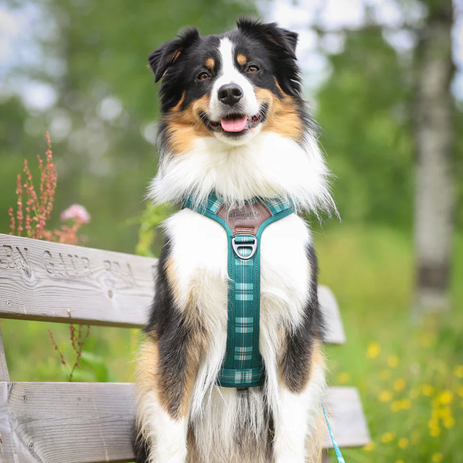 The aDoraBle Pooch Co. Streamline Harness Pheasant Green -