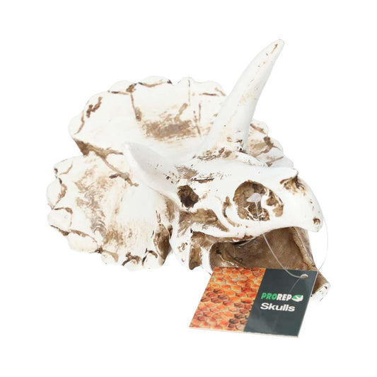 ProRep Triceratops Skull