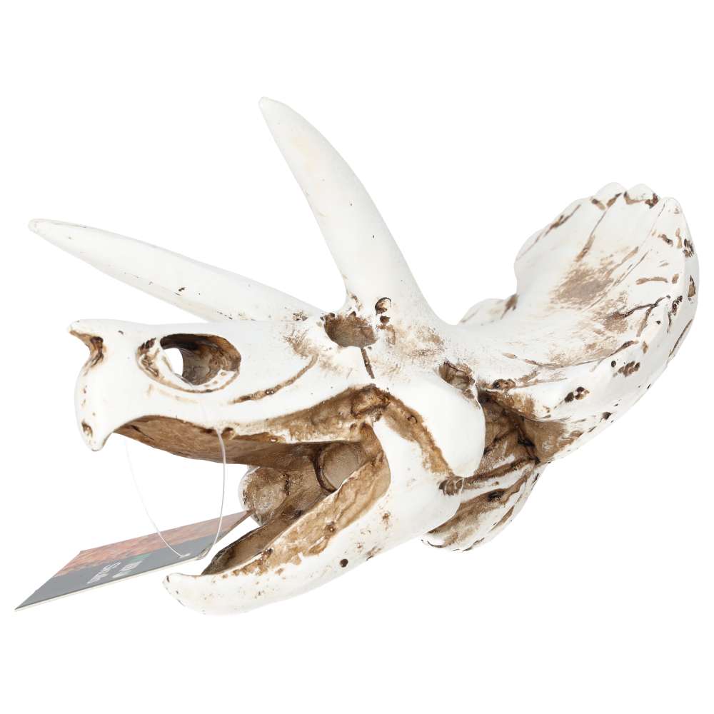 ProRep Triceratops Skull