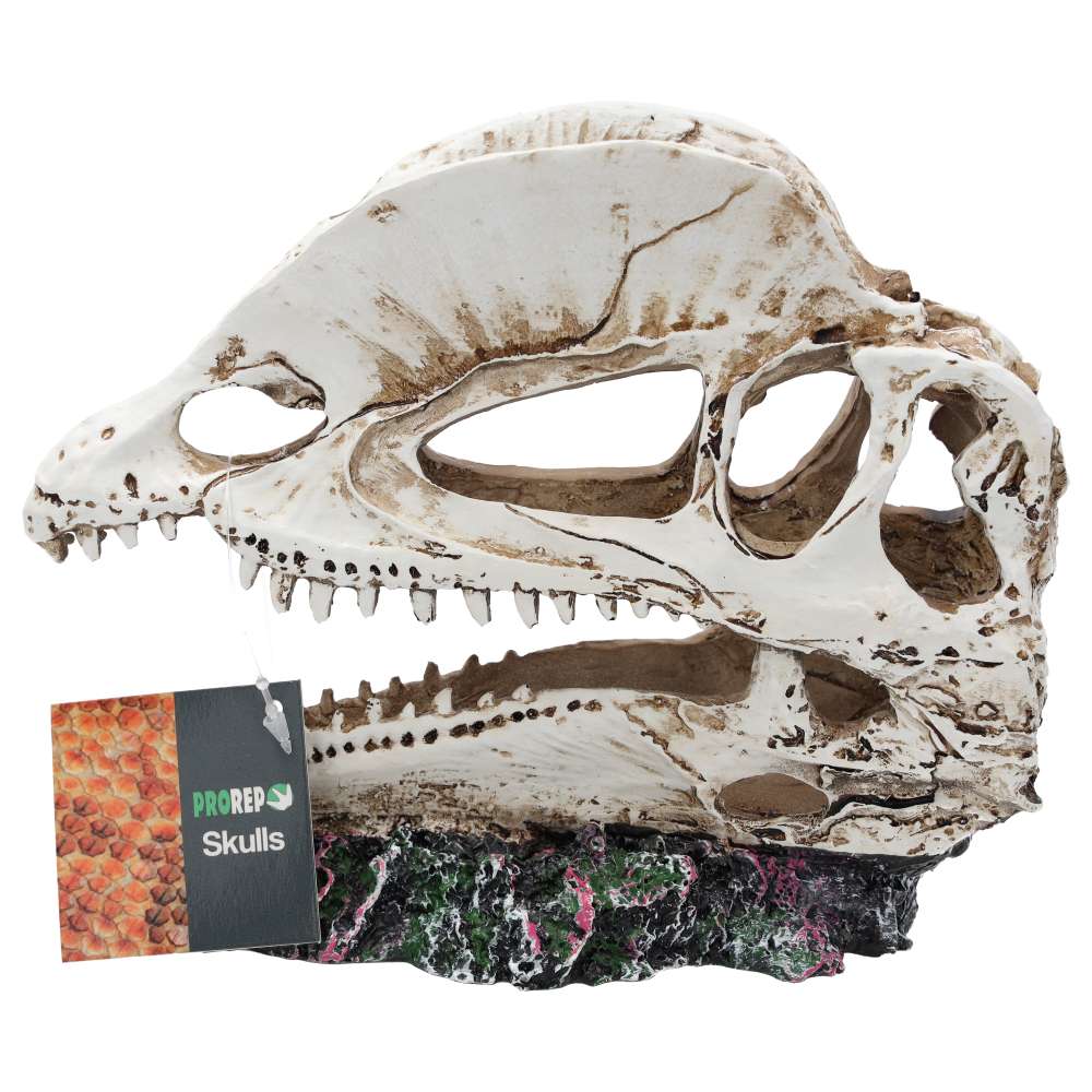 ProRep Dilophosaurus Skull