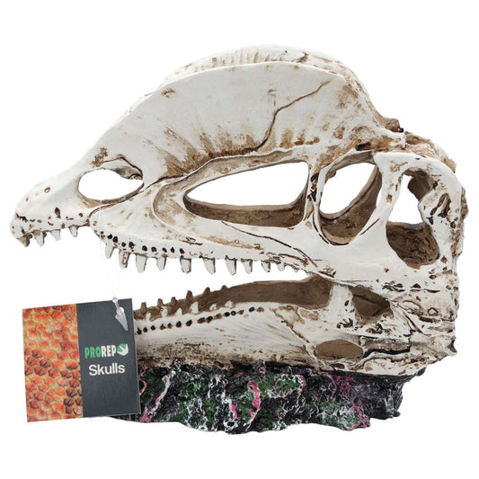 ProRep Dilophosaurus Skull
