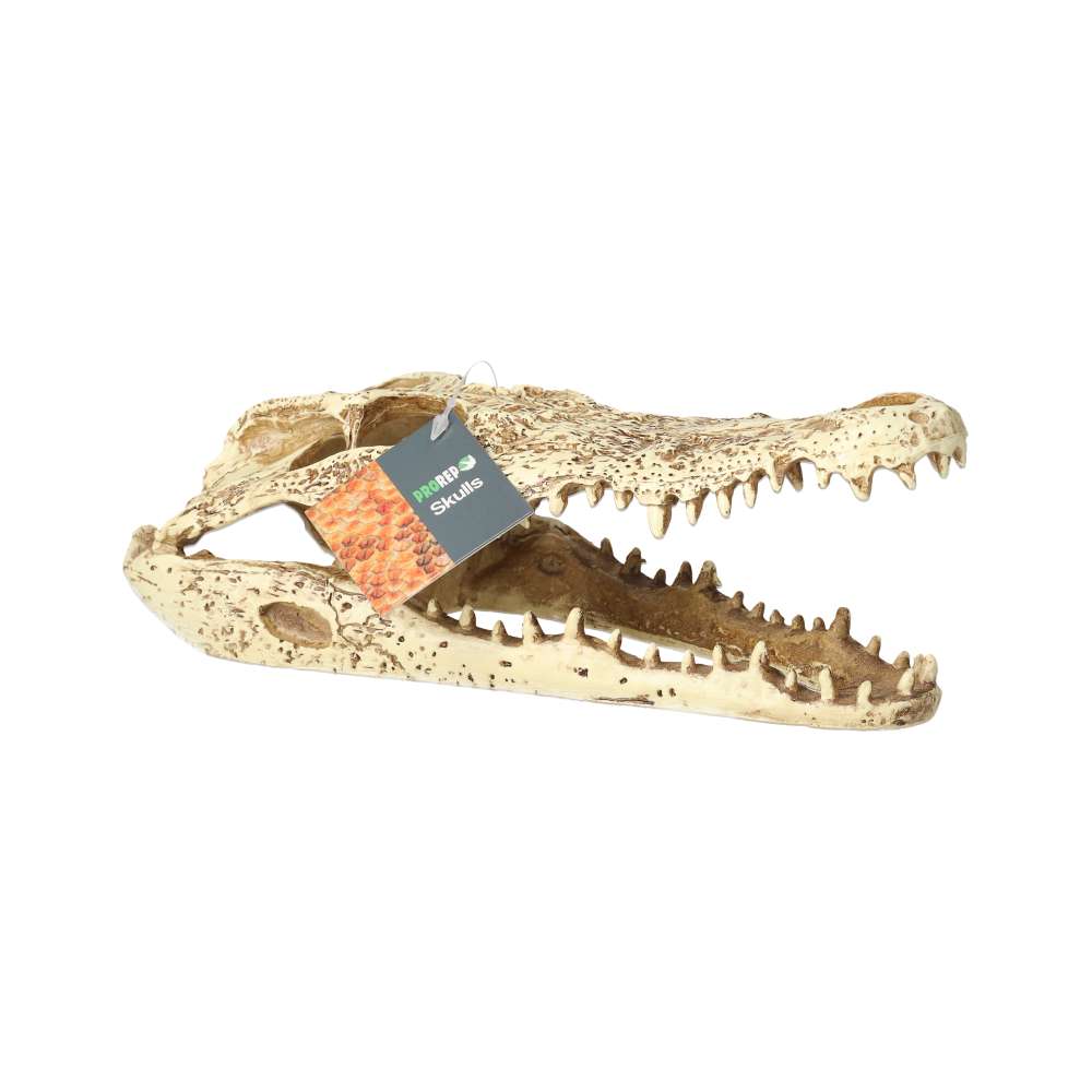 ProRep Crocodile Skull 24×11.5x9cm