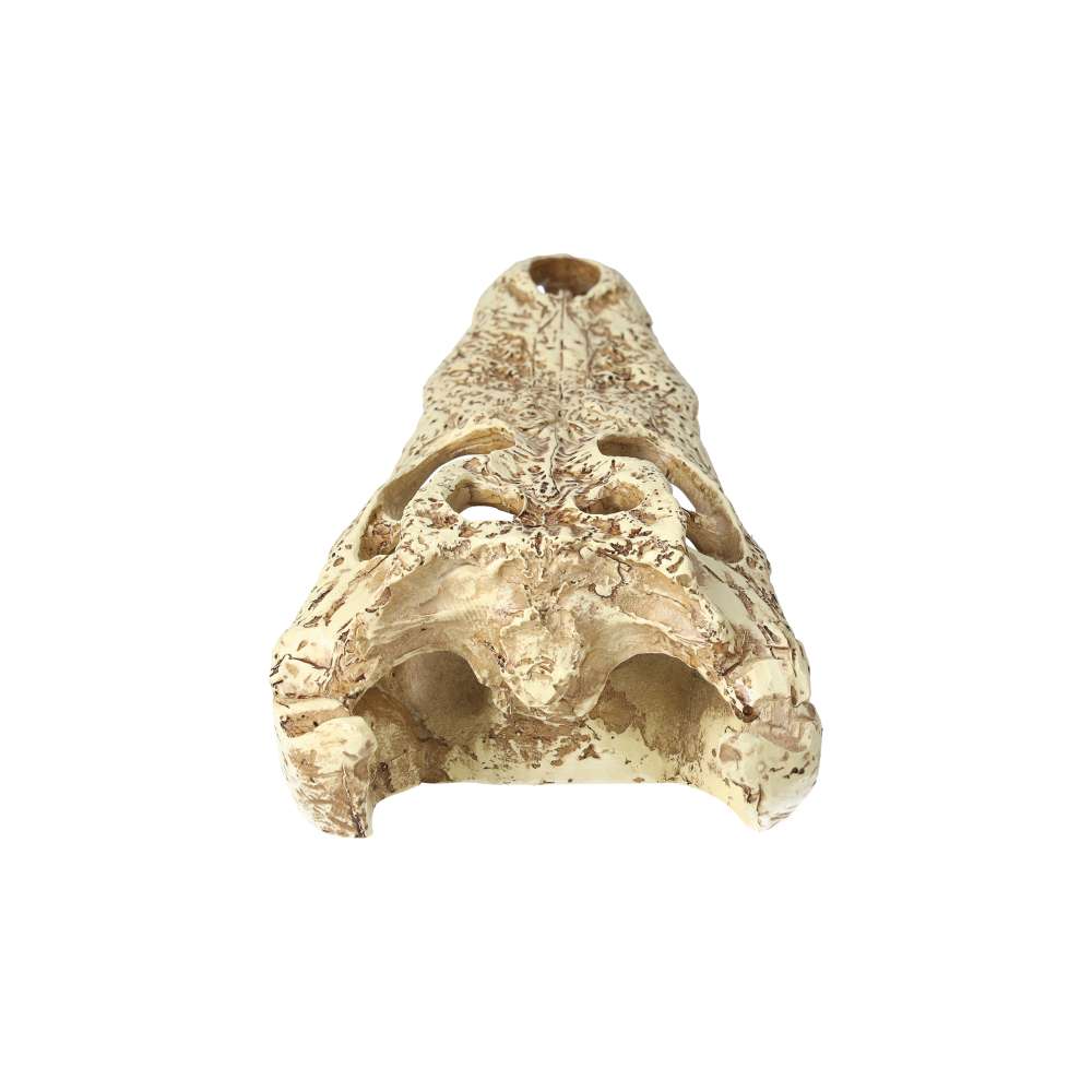 ProRep Crocodile Skull 24×11.5x9cm