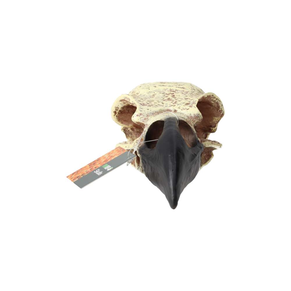 ProRep Corvid Skull