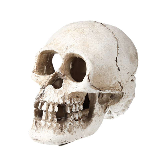 ProRep Human Skull 15x10x11.5cm