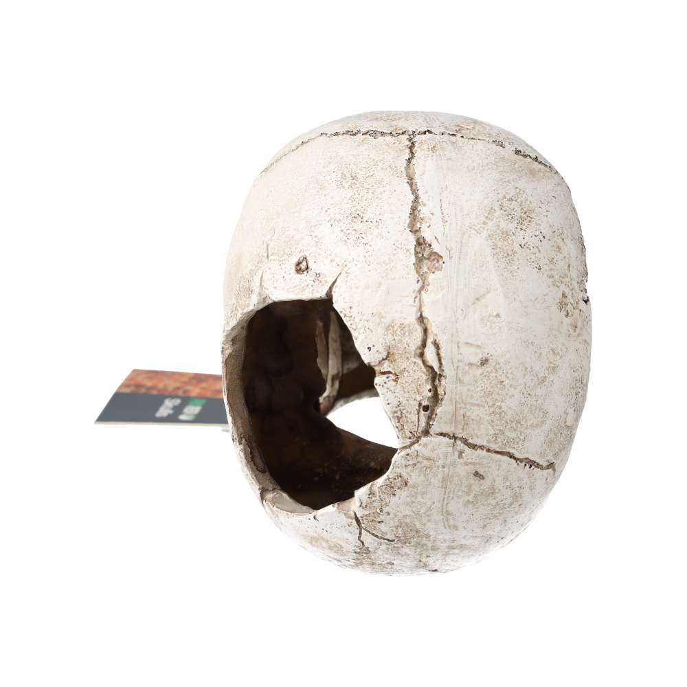 ProRep Human Skull 15x10x11.5cm