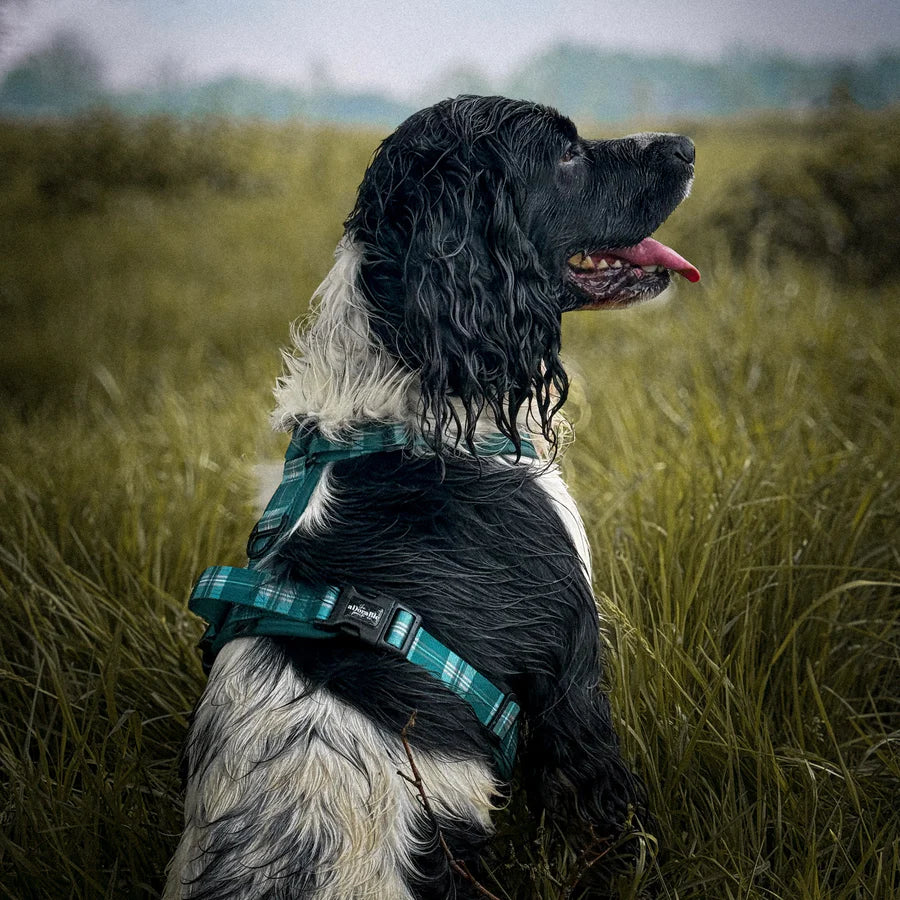 The aDoraBle Pooch Co. Streamline Harness Pheasant Green -