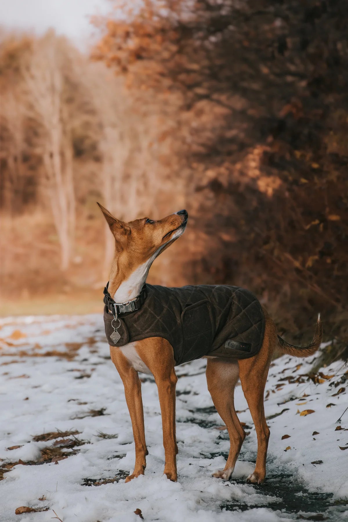 Embark Wax Dog Jacket