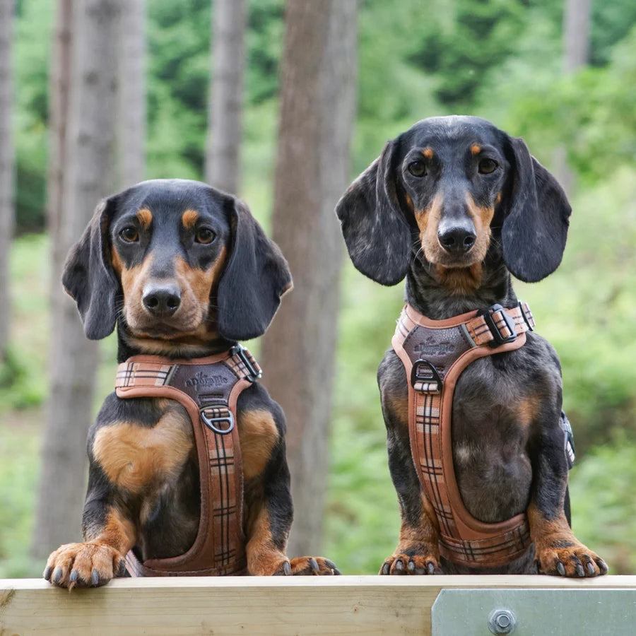 The aDoraBle Pooch Co. Streamline Harness Butterscotch Biscuit