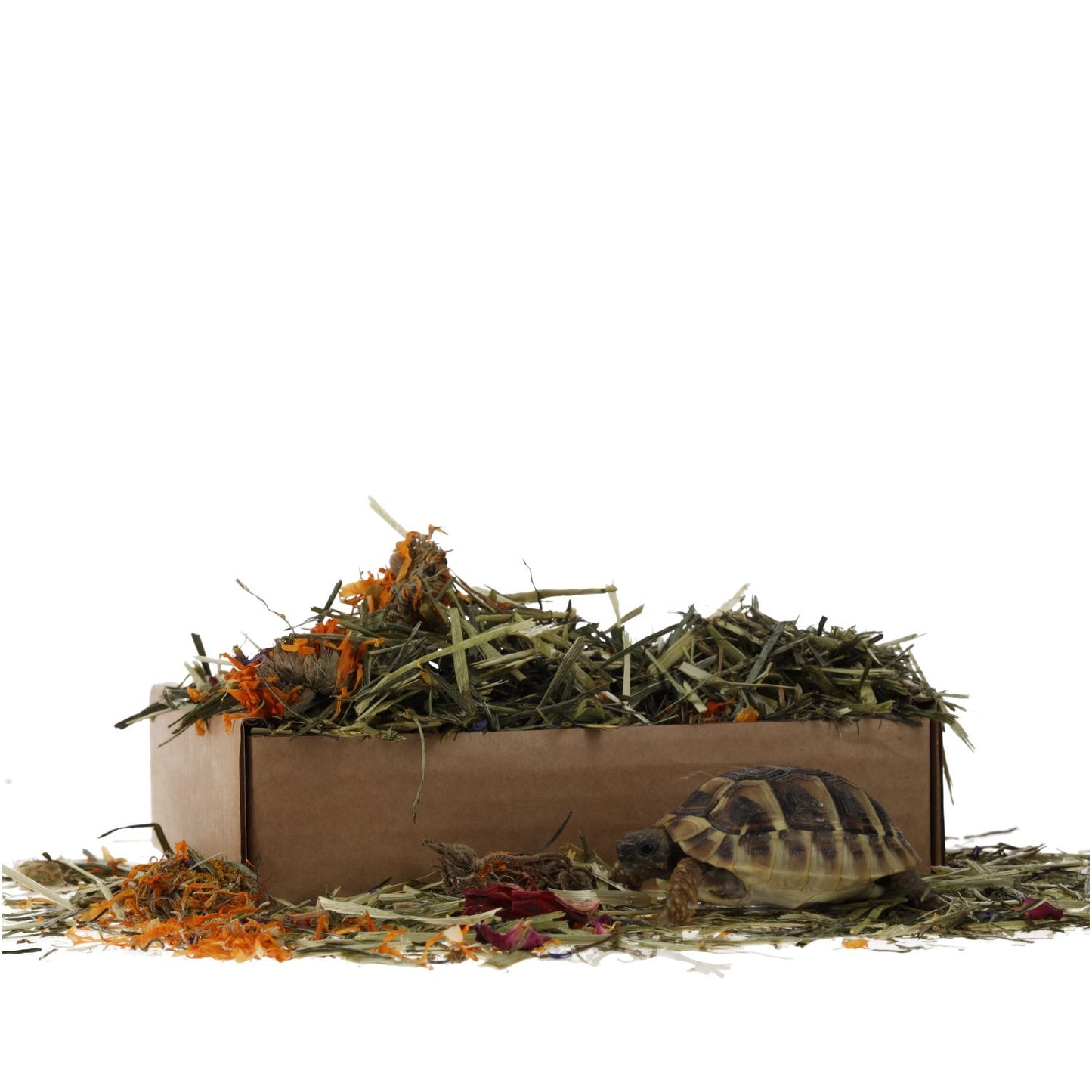 ProRep Tortoise Flower Foraging Tray 70g