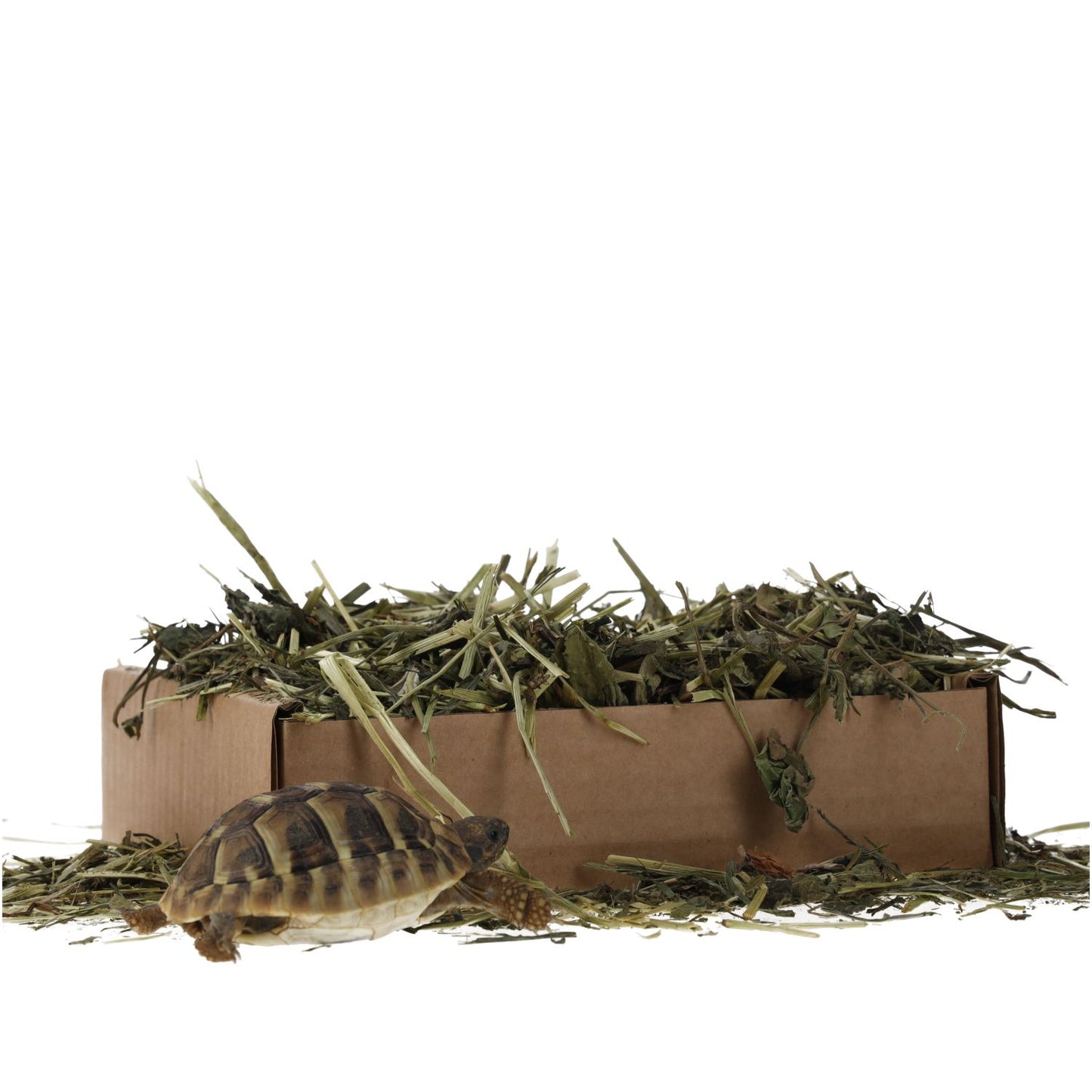 ProRep Tortoise Leaf Foraging Tray 70g