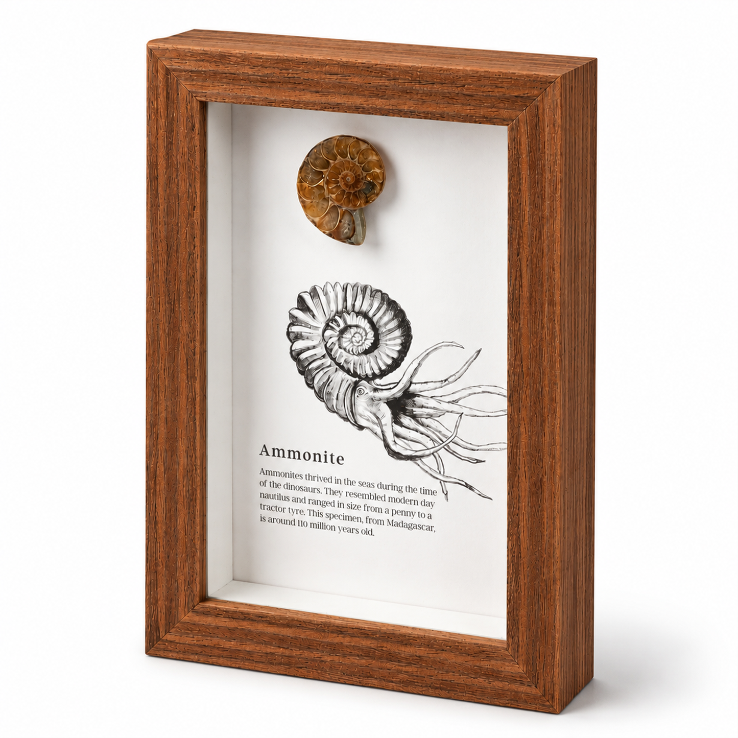 British Fossils Framed Fossil - Ammonite