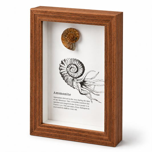 British Fossils Framed Fossil - Ammonite