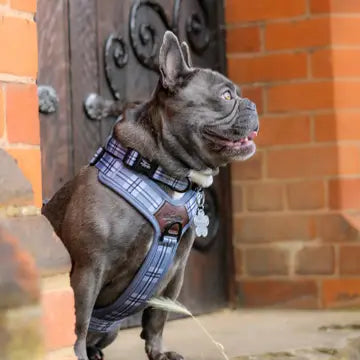 The aDoraBle Pooch Co. Streamline Harness Grey -